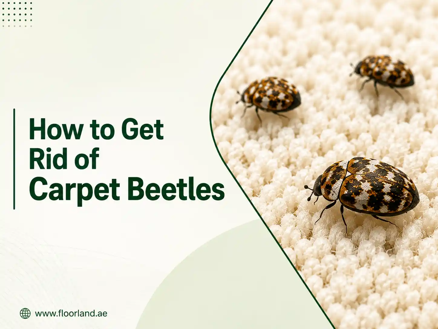 How to Get Rid of Carpet Beetles